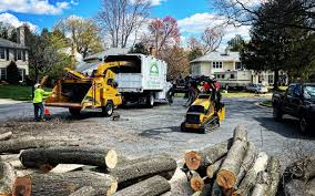 How Our Tree Care Process Works  in  Pajaro, CA